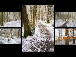 4 Woodland snow panel (Best) by Ann Phillips