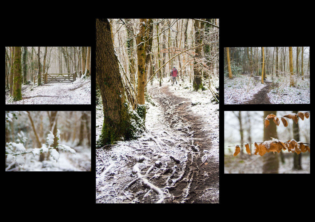 4 Woodland snow panel (Best) by Ann Phillips