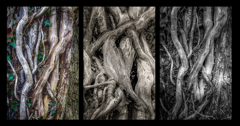 Age intertwined by Richard Payton