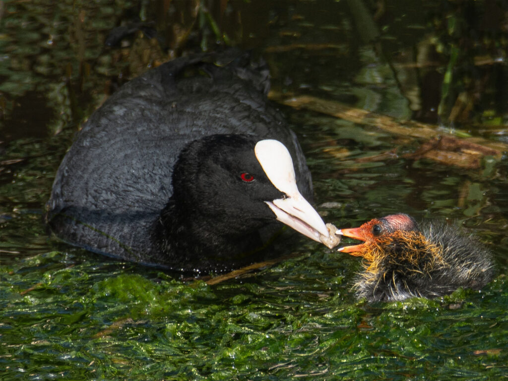 Bald as a baby coot by Paul Morris