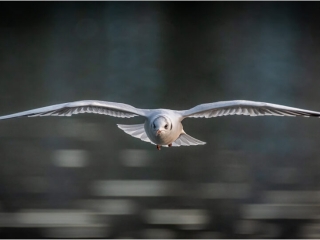 Black headed gull by Andre Van de Sande