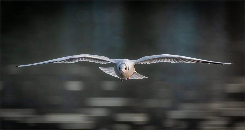 Black headed gull by Andre Van de Sande