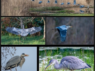 Heron by Andre Van de Sande