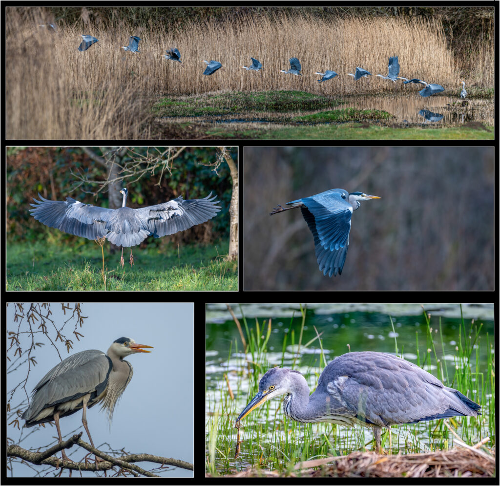 Heron by Andre Van de Sande