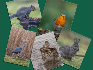 Local wildlife by Andre Van de Sande