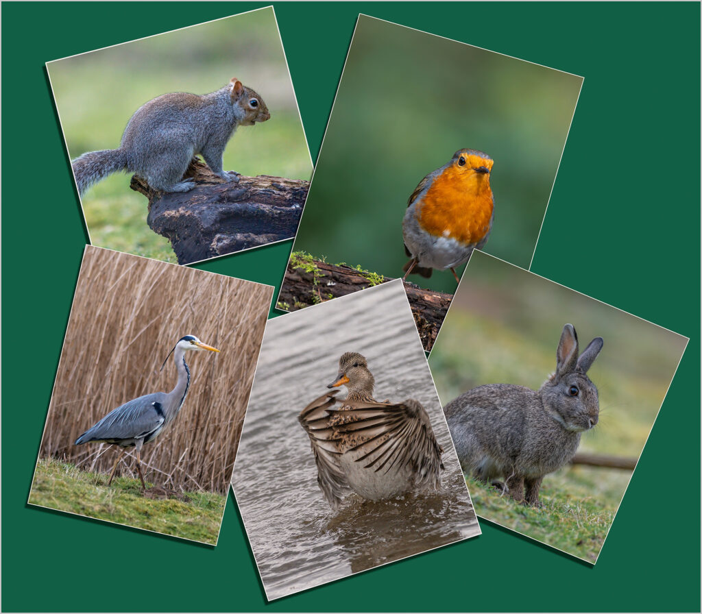 Local wildlife by Andre Van de Sande