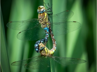 Mating dragonflies by Andre Van de Sande