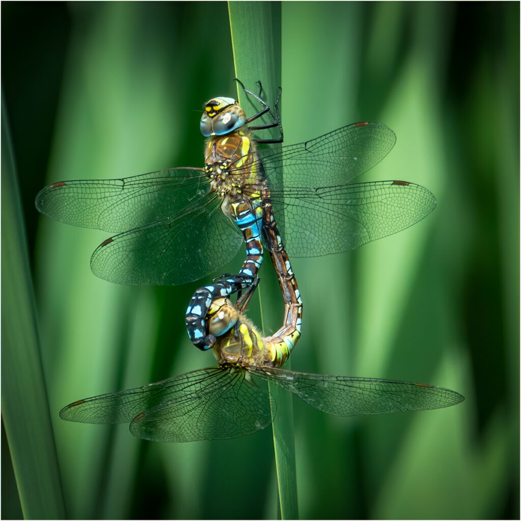 Mating dragonflies by Andre Van de Sande