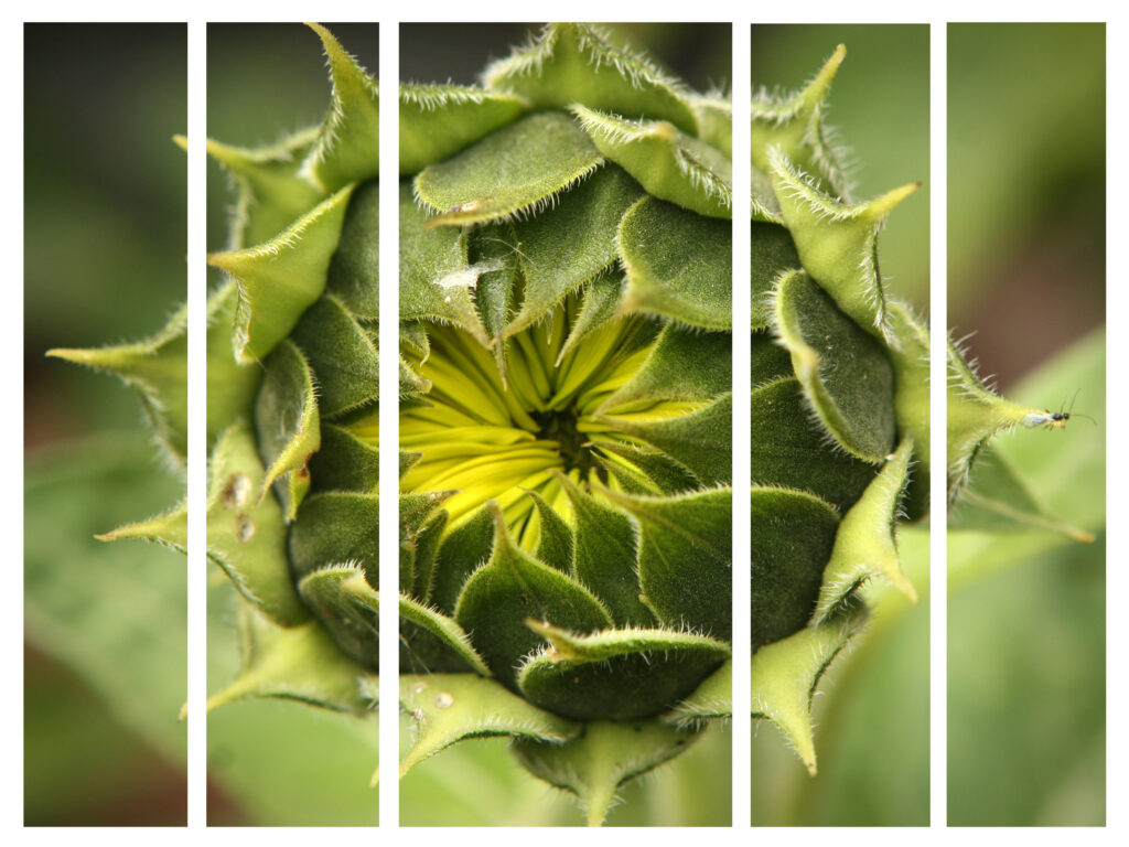 Pentaptych by Necia Rogers