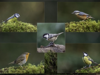 Song birds by Andre Van de Sande