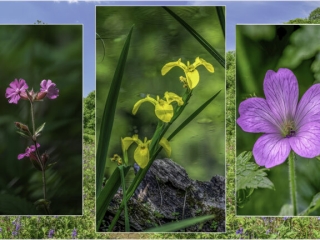 Spring by Andre Van de Sande