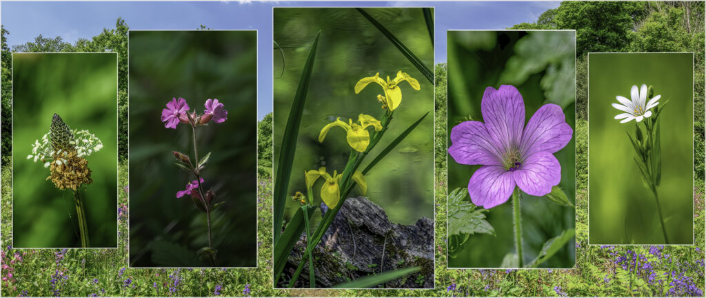 Spring by Andre Van de Sande