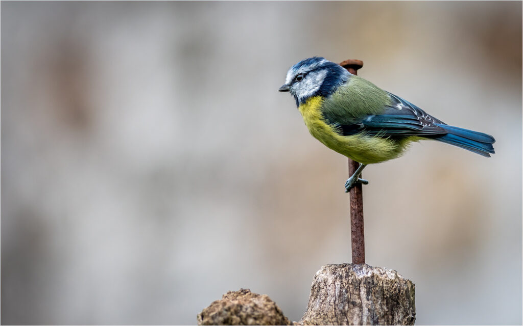 I nailed it by Andre Van de Sande