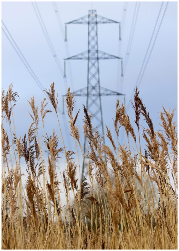 Standing Tall by Necia Rogers