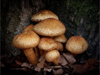 The Mushroom Family by Jeff Howe