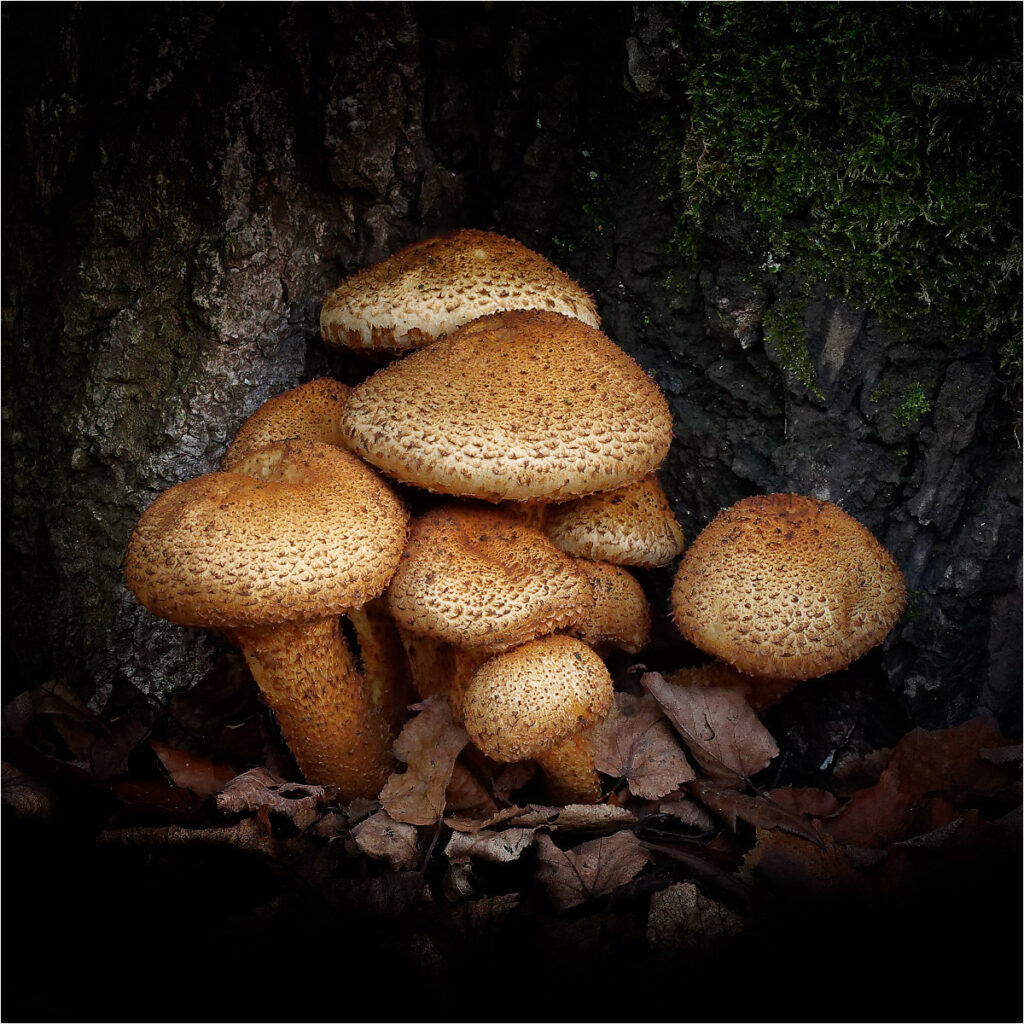 The Mushroom Family by Jeff Howe