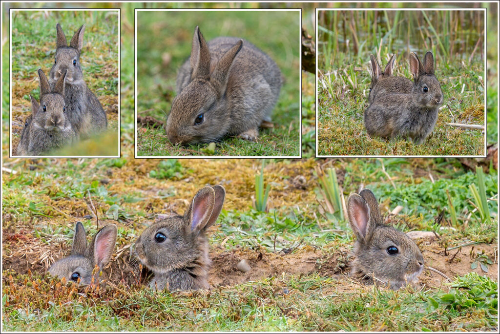 Baby bunnies by Andre Van de Sande