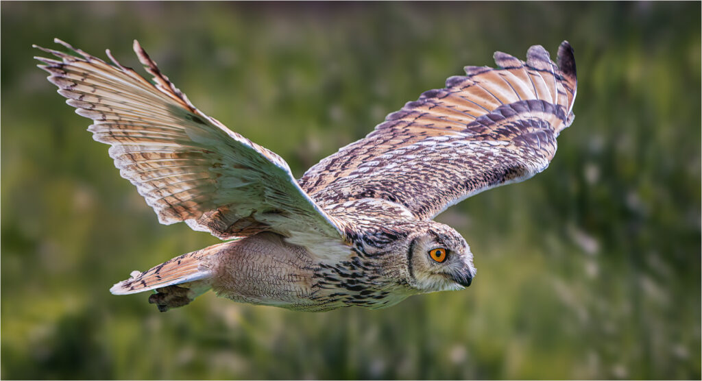 Bengal eagle owl by Niall
