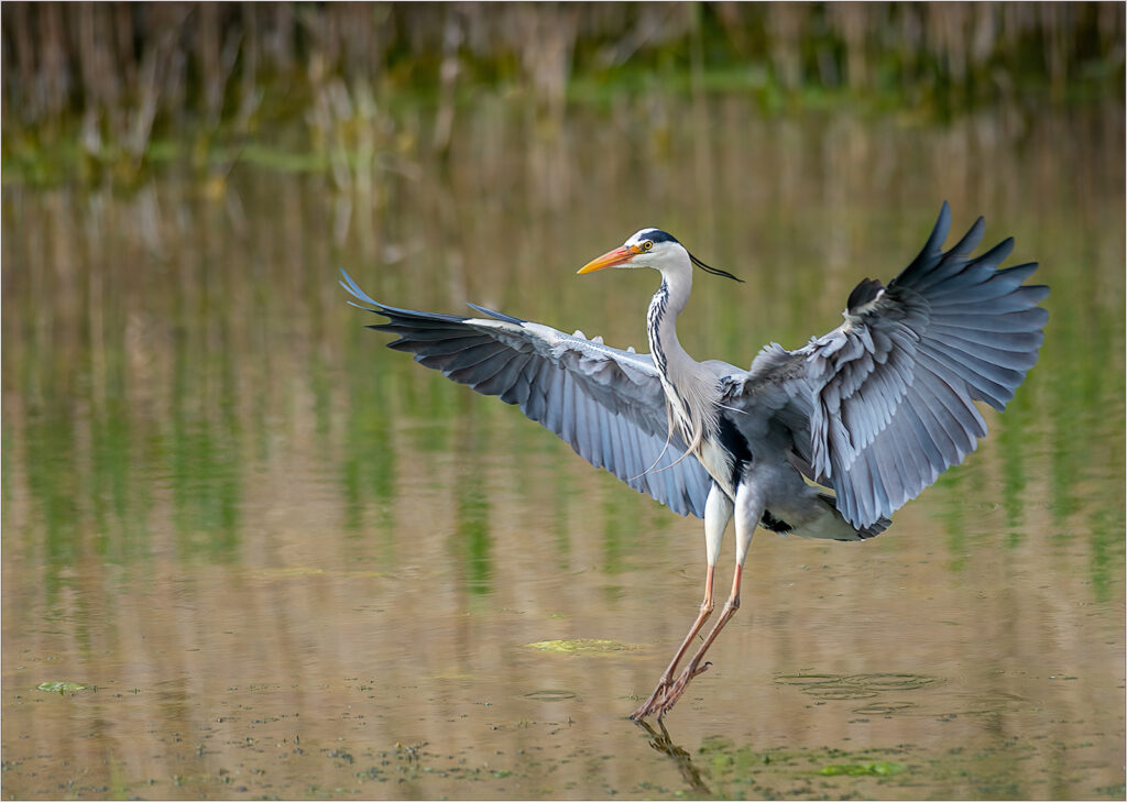 Grey heron by Andre Van de Sande