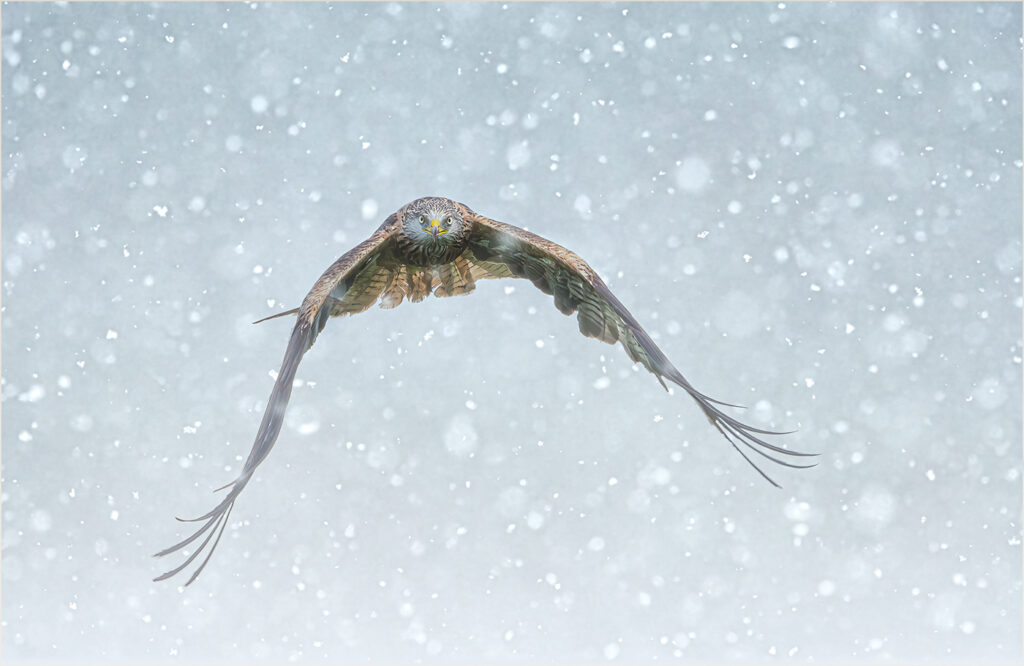 Red Kite, National Bird of Wales by Emma Woodhouse (1st place in the 2021 My Wales competition)