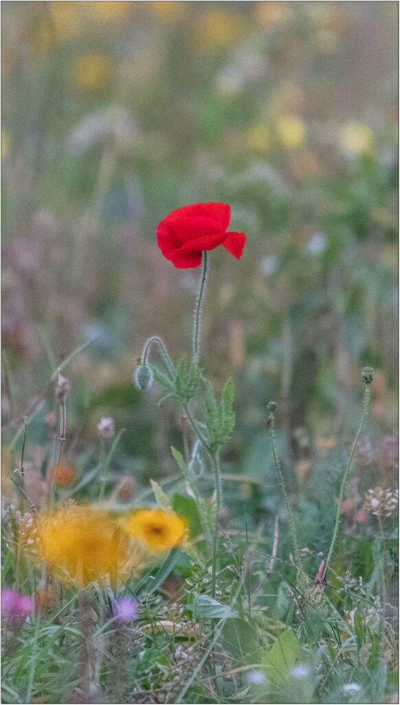 Cardiff Bay Barrage (Sept 2021) - Poppy by Chris Chinnick