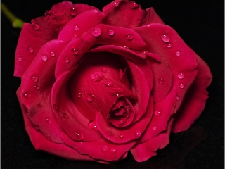 Red Rose by David Barton