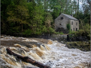 Cenarth Falls by Dave Russell