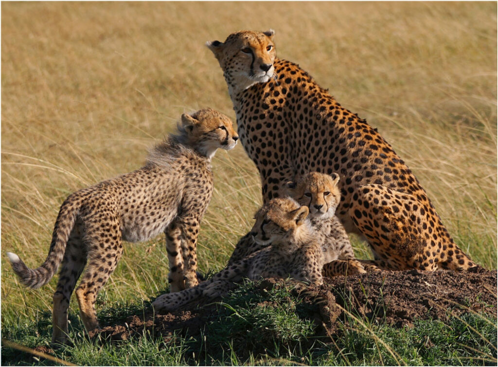 Family by Tim Stephens