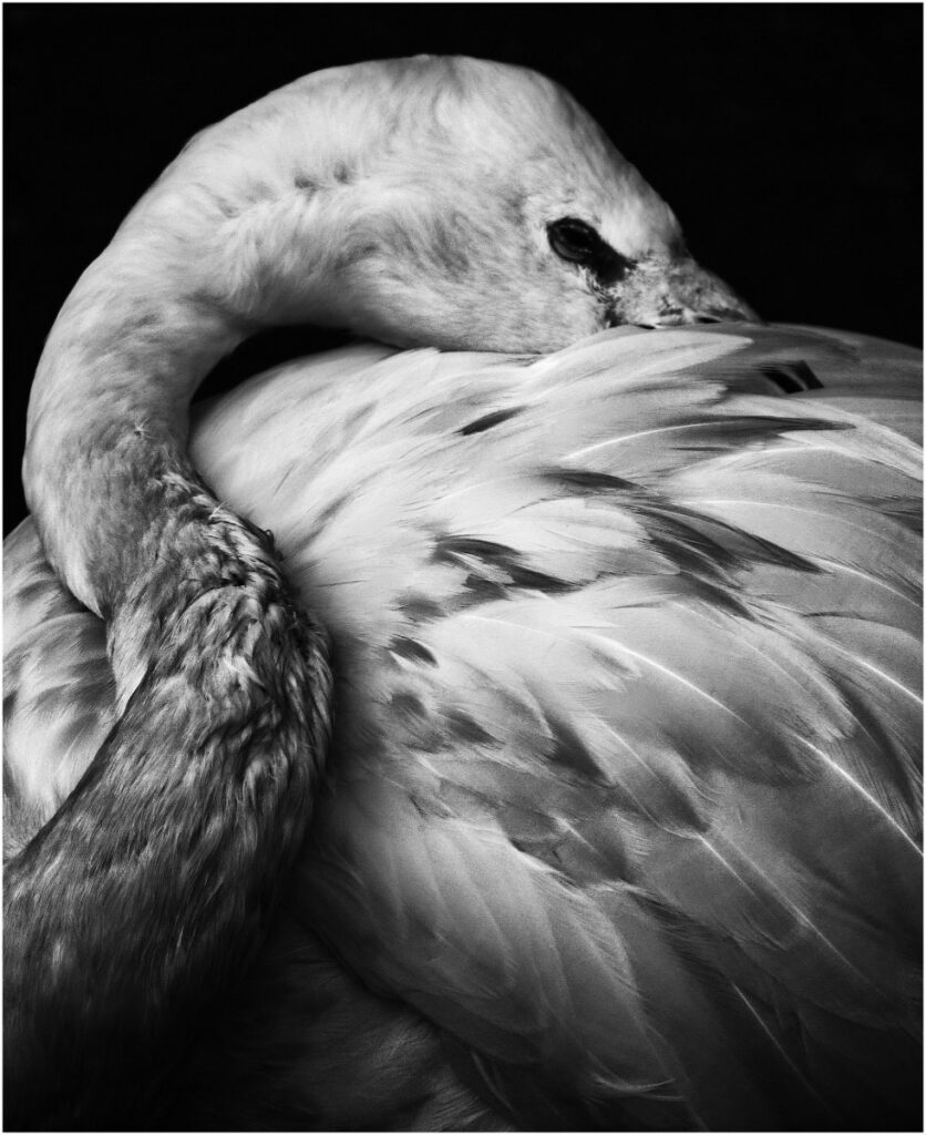 Flamingo by Tim Stephens