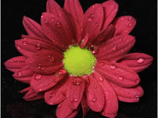 Gerbera by Dave Barton