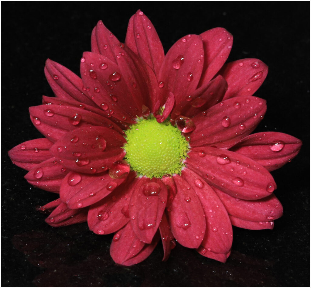Gerbera by Dave Barton