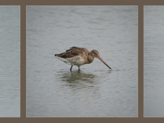 Godwits by Niall