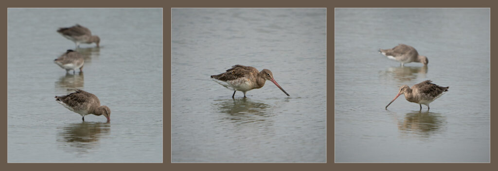 Godwits by Niall