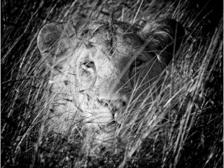 I Can See You by Tim Stephens