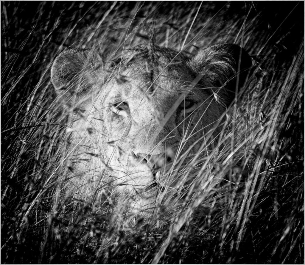 I Can See You by Tim Stephens