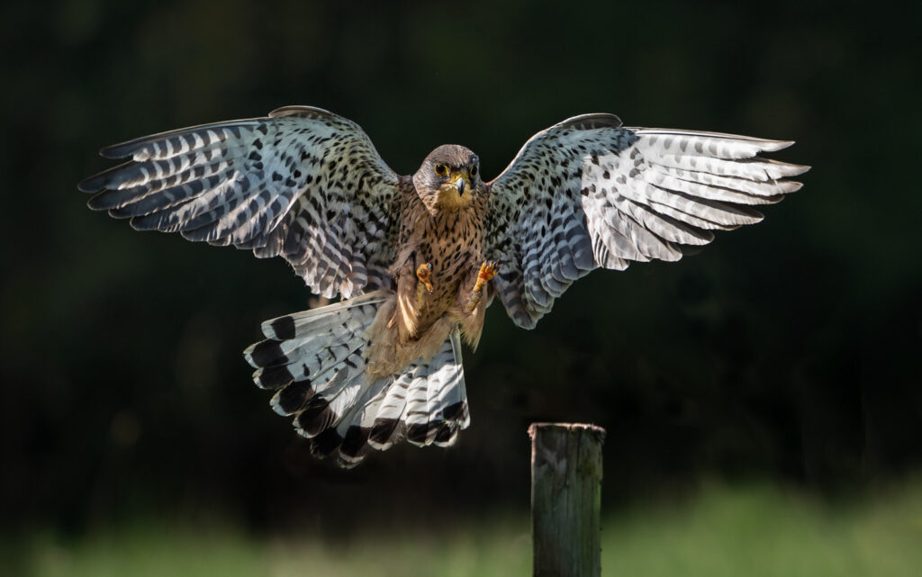 Kestrel landing by Niall
