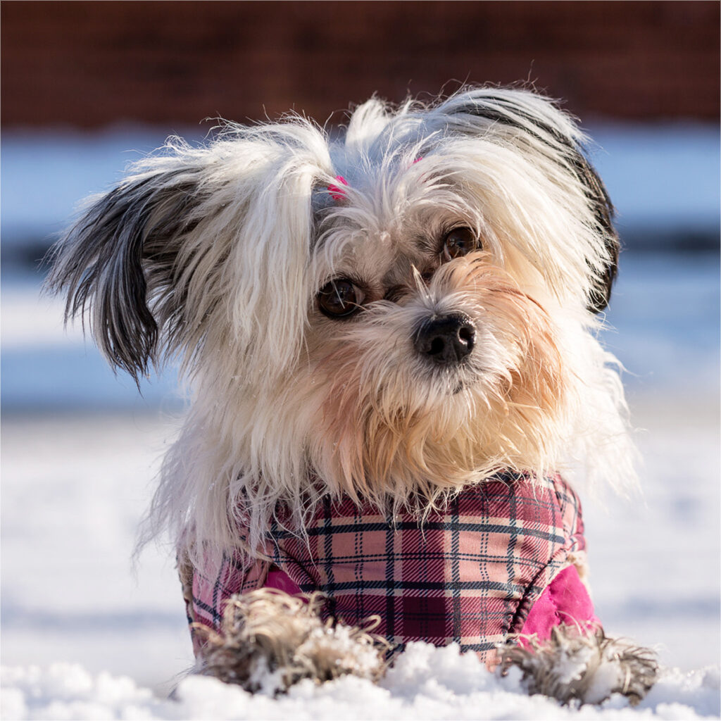 Lillie by Pete Rankin