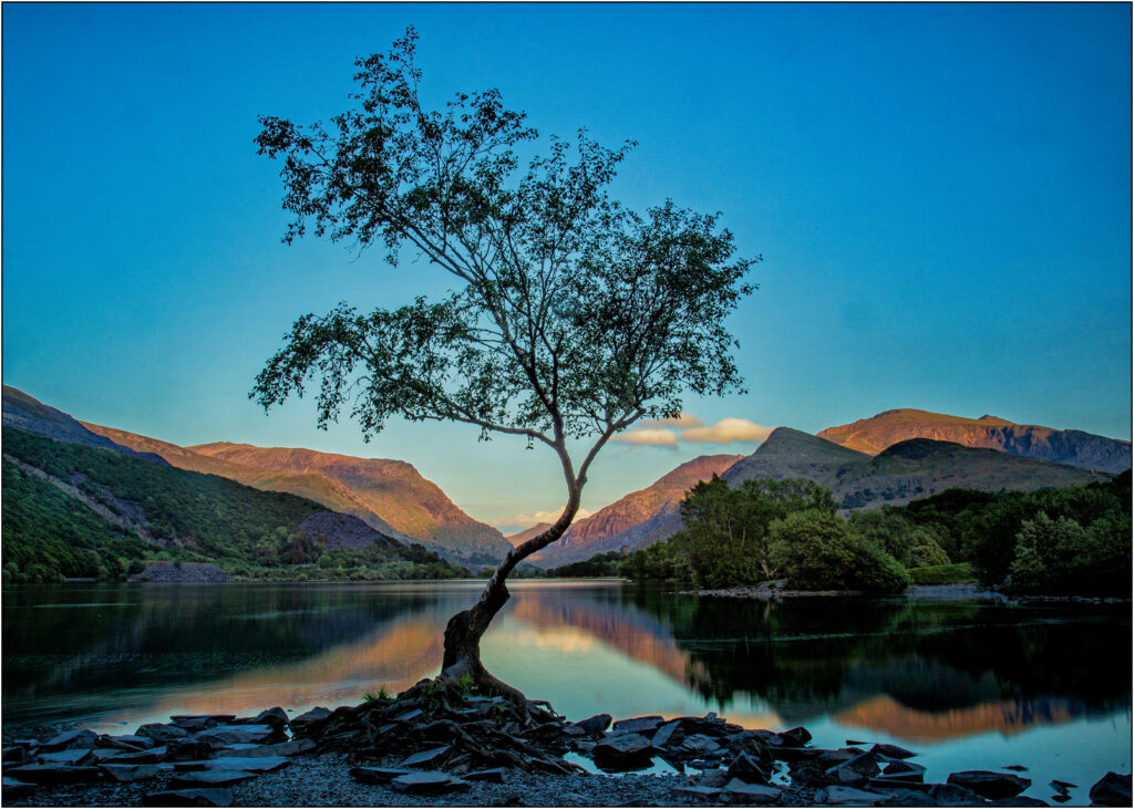 Lone tree by Dave Russell