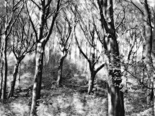 More Trees in Winter by Jennifer Cox