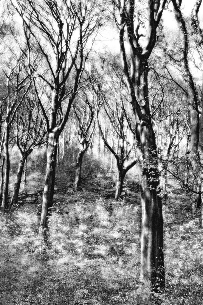 More Trees in Winter by Jennifer Cox