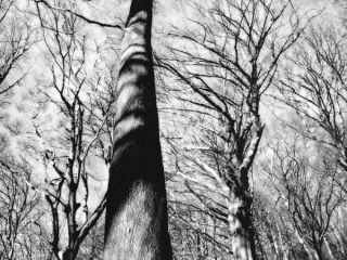 Reach for the Sky by Jennifer Cox