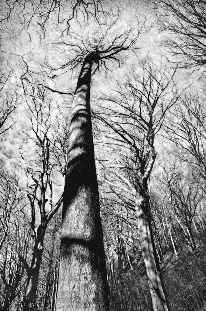 Reach for the Sky by Jennifer Cox