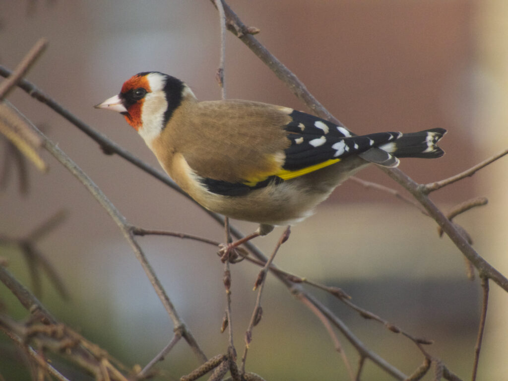 Redhead by David Brown