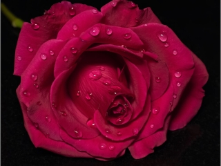 Rose by Dave Barton