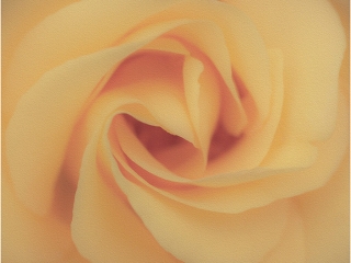 Soft Petals by Dean Pine
