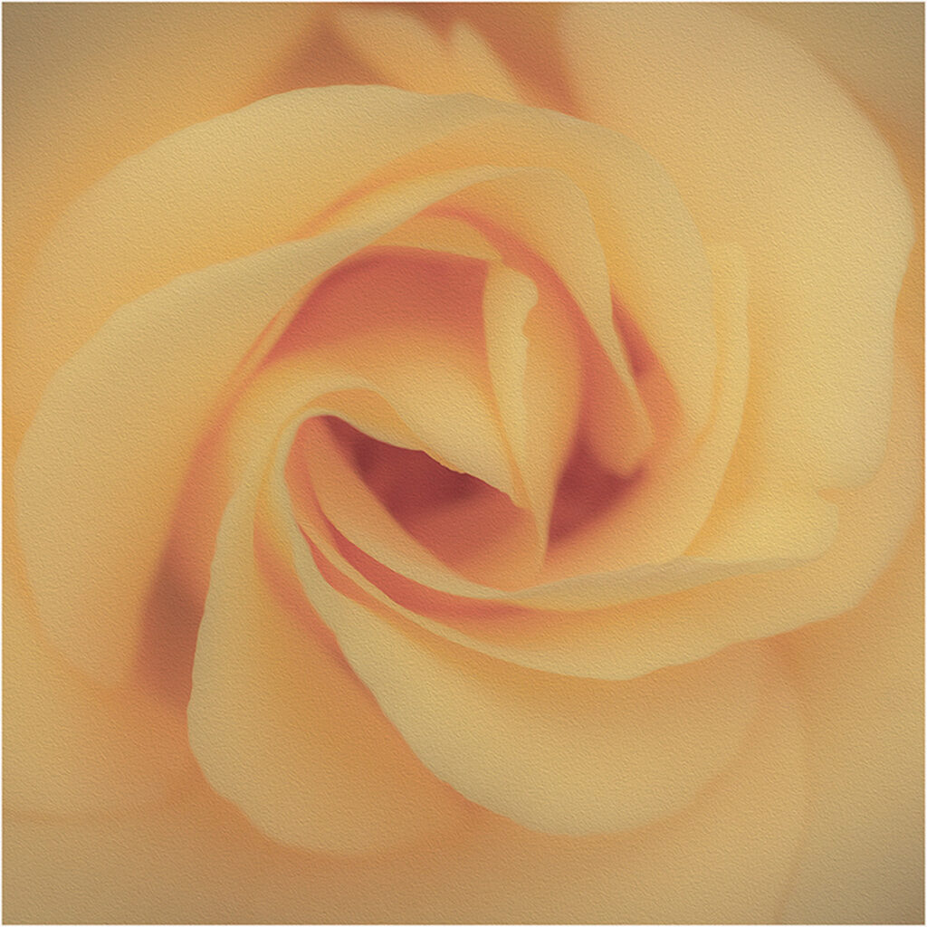 Soft Petals by Dean Pine