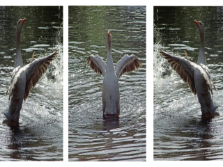 Splish Splash by David Brown