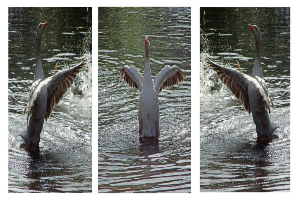 Splish Splash by David Brown