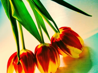 Technicolour Tulips by Anne Phillips