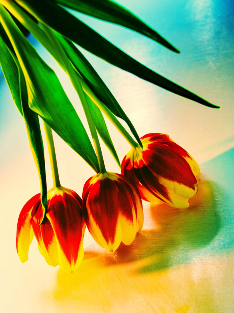Technicolour Tulips by Anne Phillips
